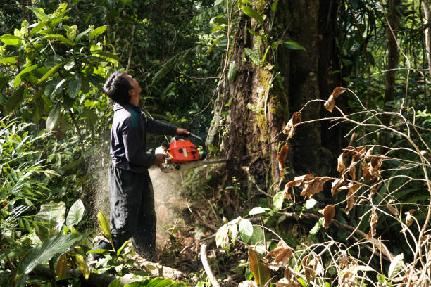 How Our Tree Care Process Works  in  Poipu, HI