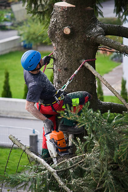 Lawn Watering Services in Poipu, HI